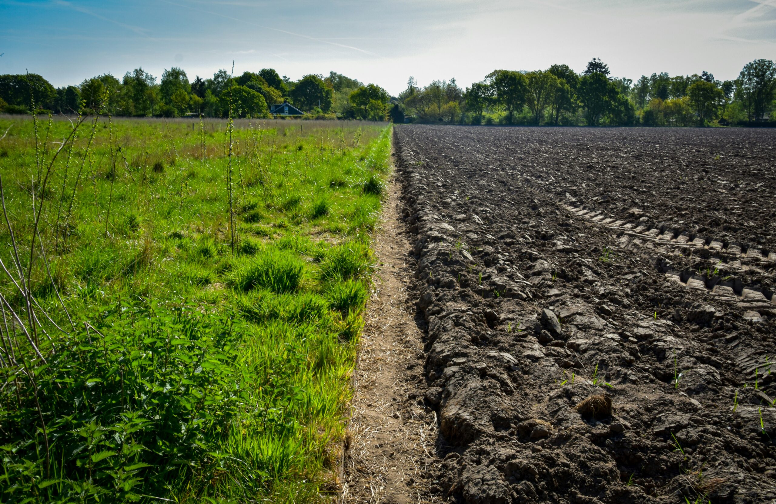Dous campos cultivados de forma diferente. O primeiro, agricultura rexenerativa, con cubertas verdes e o segundo, método tradicional con químicos, a terra ao descuberto e con aspecto seco.