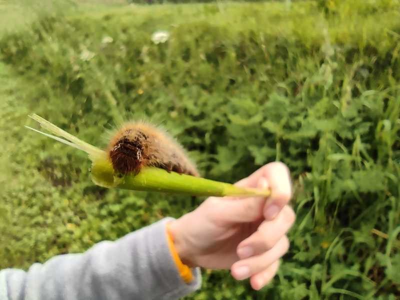 Unha eiruga de avelaíña pousada nunha rama que é sostida por unha man. Tamén se ve o brazo cunha chaqueta gris e un reloxo de cor laranza. No fondo vese un prado con herba alta e flores.